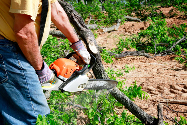 Best Tree Maintenance Programs  in Oak Grove, AL